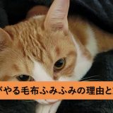 猫はなぜ、毛布ふみふみをやるのか？その理由と対策について